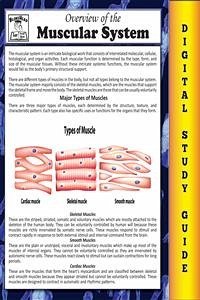 Muscular System (Blokehead Easy Study Guide) (eBook, ePUB) - Blokehead, The