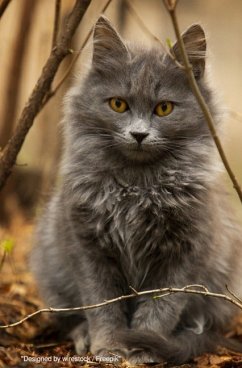 Süßes Katzen Notizbuch Businessplaner Geschenkidee für Mann Frau und Kind - Health, Notizbuch