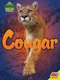 Cougar