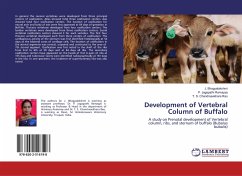 Development of Vertebral Column of Buffalo