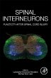 Spinal Interneurons - Bild 1