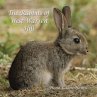 The Rabbits of West Warren Hill - Bild 1