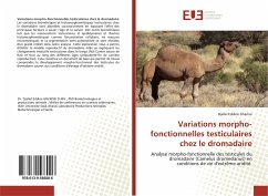 Variations morpho-fonctionnelles testiculaires chez le dromadaire - Gherissi, Djallel Eddine
