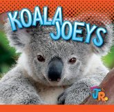 Koala Joeys