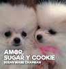 Amor, Sugar y Cookie - Bild 1