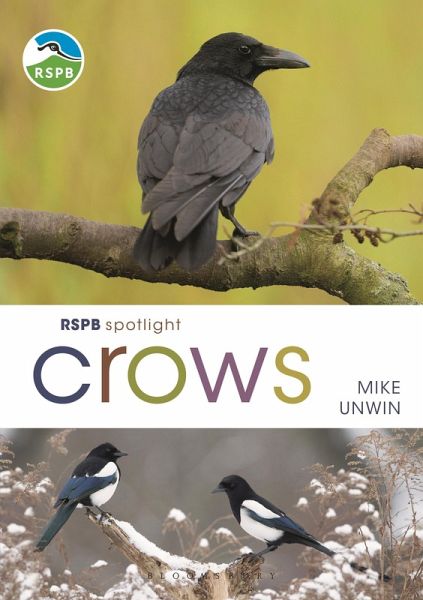 Rspb Spotlight Crows Rspb Spotlight Crows