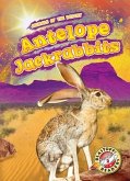Antelope Jackrabbits