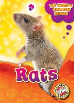 Rats - Mattern, Joanne