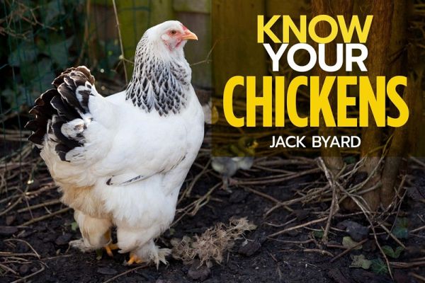 Know Your Chickens (eBook, ePUB) Know Your Chickens (eBook, ePUB)
