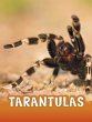 Tarantulas - Bild 1