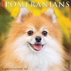 Just Pomeranians 2021 Wall Calendar (Dog Breed Calendar)