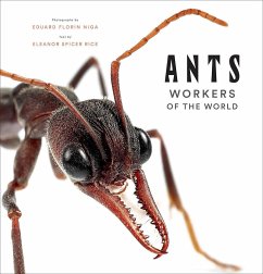 Ants - Rice, Eleanor Spicer