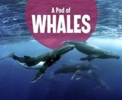 A Pod of Whales - Raatma, Lucia