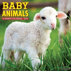 Baby Animals 2021 Wall Calendar - Willow Creek Press