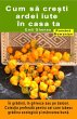 Cum sa cre¿ti ardei iute în casa ta.... - Bild 1