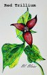 Red Trillium - Bild 1
