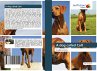 A dog called Colt - Bild 1
