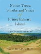 Native Trees, Shrubs and Vines of... - Bild 1