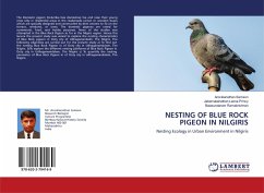 NESTING OF BLUE ROCK PIGEON IN NILGIRIS