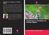 Avestruzes e Hoopoes no Antigo Egipto