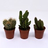 Zimmerpflanzen-Mischung Kakteen, 3er-Set, Höhe ca. 10-15 cm