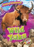 Wild Yaks