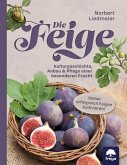 Die Feige