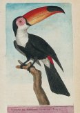 Carnet Ligné Toucan, Dessin 18e Siècle