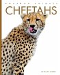 Cheetahs - Bild 1