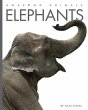 Elephants - Bild 1