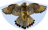 Paul Günther 1230 - Kinderdrachen Falke, Einleiner-Drachen, 92x62 cm Paul Günther 1230 - Kinderdrachen Falke, Einleiner-Drachen, 92x62 cm