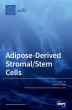 Adipose-Derived Stromal/Stem Cells - Bild 1