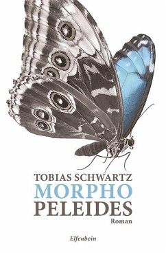 Morpho peleides - Schwartz, Tobias