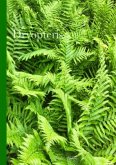 Dryopteris