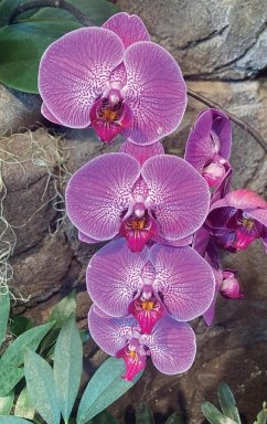 Hot Pink Orchid Journal - Journals, Ns
