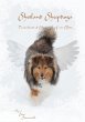 Shetland Sheepdogs - Bild 1