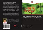 Caractérisation dans la culture de l'oléagineux Jatropha curcas