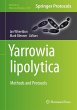 Yarrowia lipolytica - Bild 1