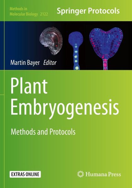 Plant Embryogenesis Plant Embryogenesis