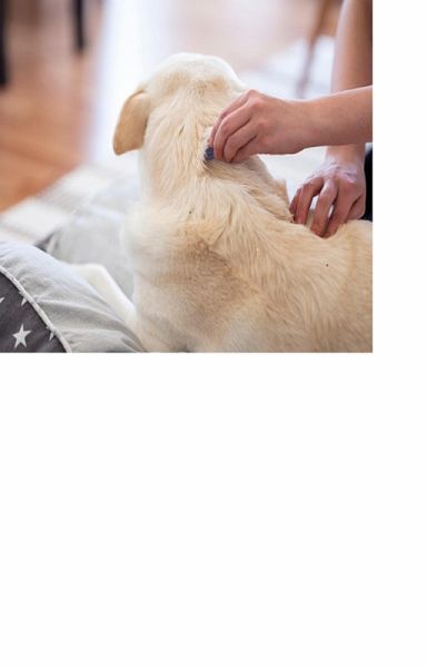 Flöhe - so werden Sie die Plagegeister wirklich los (eBook, ePUB) Flöhe - so werden Sie die Plagegeister wirklich los (eBook, ePUB)