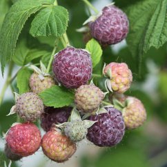 Himbeer-Brombeer Kreuzung Glen Coe, im ca. 19 cm-Topf