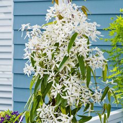 Immergrüne Duft-Clematis, im ca. 17 cm-Topf