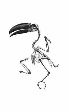 Toucan Fantôme - Michelet, Étienne Toucan Fantôme - Michelet, Étienne