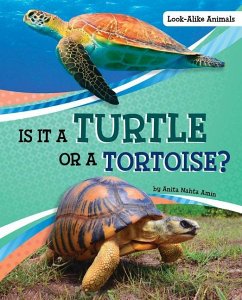 Is It a Turtle or a Tortoise? - Amin, Anita Nahta