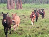 Training Mules (eBook, ePUB) Training Mules (eBook, ePUB)
