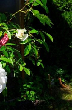 Cover Wer anderen eine Grube gräbt...