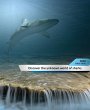 Discover the unknown world of sharks!... - Bild 1