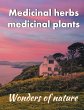 Medicinal herbs / medicinal plants - Bild 1