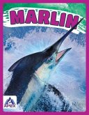 Marlin