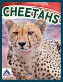 Cheetahs